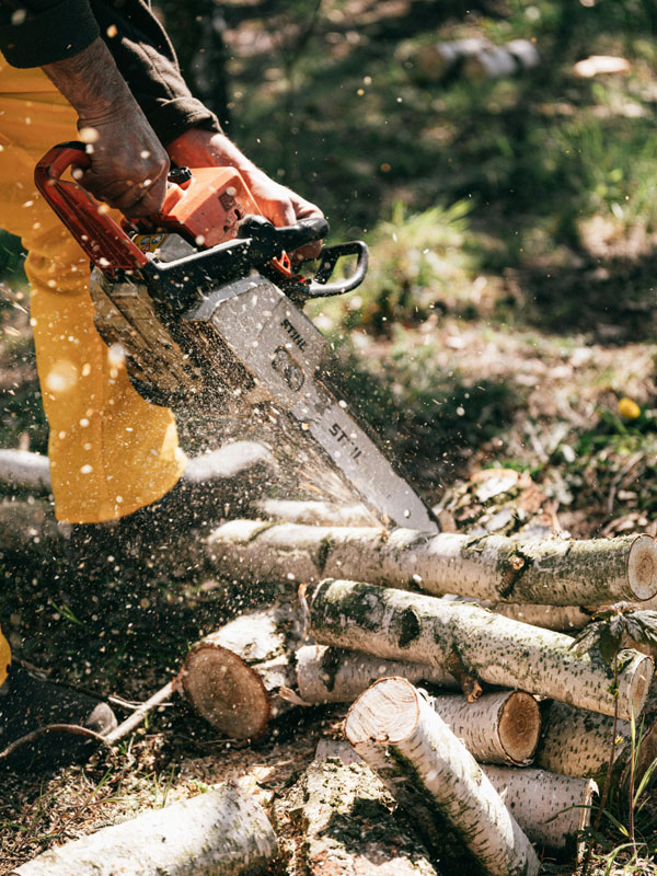 Annual Tree Trimming